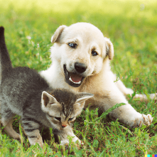 Image generated by AI for the description "a puppy and a kitten playing in a green field" 1 of 4